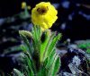 Show product details for Meconopsis integrifolia
